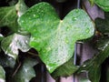 Hedera canariensis green ivy leaf and raindrops