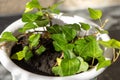 Hedera canariensis is an ornamental indoor plant. Drops of water on the leaves. Hedera in a white flower pot.