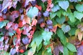 Hedera with colorful leaves climbing on the wall Royalty Free Stock Photo