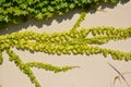 Hedera, commonly called ivy plural ivies on house wall. Beautiful ivy climbing on house wall with copy space Royalty Free Stock Photo