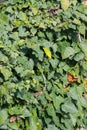 Hedera hedera plant. Close up view with a lot of leaves in plain day light. Gardening and landscaping time.