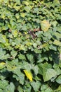 Hedera hedera plant. Close up view with a lot of leaves in plain day light. Gardening and landscaping time.