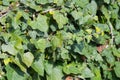 Hedera hedera plant. Close up view with a lot of leaves in plain day light. Gardening and landscaping time.