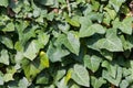 Hedera hedera plant. Close up view with a lot of leaves in plain day light. Gardening and landscaping time.