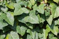 Hedera hedera plant. Close up view with a lot of leaves in plain day light. Gardening and landscaping time.