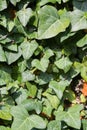 Hedera hedera plant. Close up view with a lot of leaves in plain day light. Gardening and landscaping time.