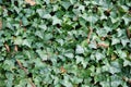 Hedera helix