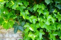 Hedera helix, common ivy, bathing in the sunlight. Royalty Free Stock Photo