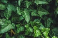 Hedera helix, common ivy. Evergreen vine, climbing flowering wild plant of the ivy genus in the family Araliaceae. Close up of Royalty Free Stock Photo