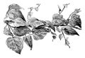 Hedera Helix Dentata vintage illustration