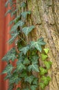 Hedera helix detail of green leaves, poison ivy evergreen plant, green foliage on branches Royalty Free Stock Photo