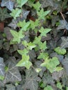 Hedera helix with evergreen leaves