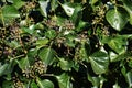 Hedera helix in the garden.