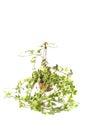 Hedera Helix gemegd Royalty Free Stock Photo