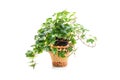 Hedera helix, ivy plant in flower pot Royalty Free Stock Photo