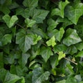 Hedera helix L. var. baltica leaf, climbing common Baltic ivy texture flat lay background pattern, large detailed horizontal macro