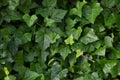 Hedera helix L. var. baltica leaf, climbing common Baltic ivy texture flat lay background pattern, large detailed horizontal macro Royalty Free Stock Photo