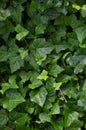 Hedera helix L. var. baltica leaf, climbing common Baltic ivy texture flat lay background pattern, large detailed vertical macro Royalty Free Stock Photo