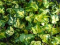 Hedera helix 'Midas Touch' Royalty Free Stock Photo
