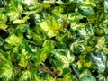 Hedera helix 'Midas Touch' Royalty Free Stock Photo