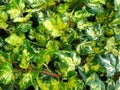 Hedera helix 'Midas Touch' Royalty Free Stock Photo