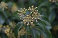 Hedera rhombea Japanese ivy flowers Royalty Free Stock Photo