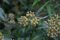 Hedera rhombea Japanese ivy flowers Royalty Free Stock Photo