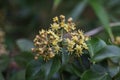 Hedera rhombea Japanese ivy flowers Royalty Free Stock Photo