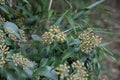 Hedera rhombea Japanese ivy flowers Royalty Free Stock Photo