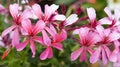 Ivy pelargonium Cascade Pink, pink geranium flowers, macro background Royalty Free Stock Photo