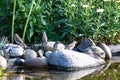 Dunnock birds, hedge sparrows - Prunella modularis - bathing on Pond