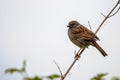 Hedge Accentor Dunnock perching on a dead stem