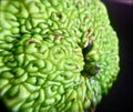 Hedge apple closeup macrophotography Royalty Free Stock Photo