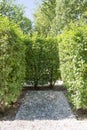 hedge of Apple trees, summer view. landscape design fragment. Royalty Free Stock Photo
