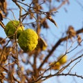 Hedge apples - Maclura pomifera Royalty Free Stock Photo