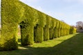 Hedge of arches