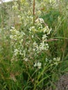 Hedge Bedstraw - Galium album, Norfolk, England, UK