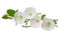 Hedge Bindweed Royalty Free Stock Photo