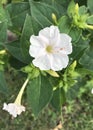 Hedge Bindweed