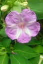 Hedge Bindweed