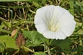 Hedge Bindweed - Calystegia sepium Royalty Free Stock Photo