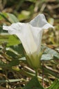 Hedge Bindweed - Calystegia sepium