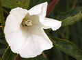Hedge Bindweed, Calystegia sepium