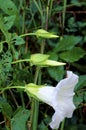 Hedge Bindweed  33124 Royalty Free Stock Photo