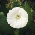 A hedge bindweed flower. Single flower close up.