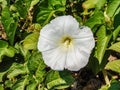 Hedge Bindweed flower in summer. Calystegia sepium Royalty Free Stock Photo