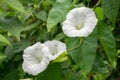 Hedge Bindweed