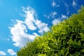 Hedge with Blue Sky Royalty Free Stock Photo