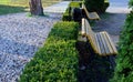 Hedge of boxwood and pine tree trunk by the road in the park with curved benches by the pond. wood paneled entice you to sit down.