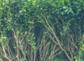 Hedge. Bush boxwood Royalty Free Stock Photo